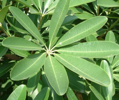 台南中西區除草, 台南中西區樹木修剪, 台南中西區割草, 台南中西區庭園維護, 台南中西區園藝景觀設計