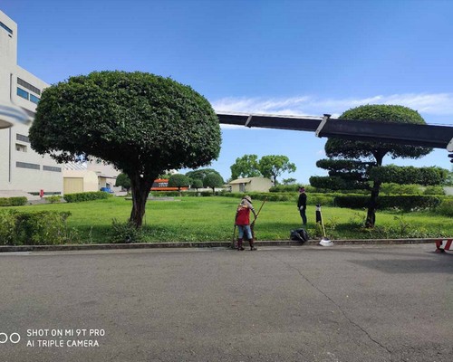 台南白河樹木修剪, 台南白河樹木整型, 台南白河樹木美容, 台南白河樹木塑型, 台南白河庭園樹木整理, 
						台南白河樹木處理, 台南白河景觀維護, 台南白河庭園維護, 台南白河割草, 台南白河園藝景觀設計