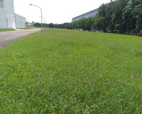 台南除草價格, 台南代客除草價格, 台南除草公司, 台南除草工人, 台南割草推薦, 台南空地除草