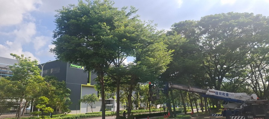 台南防颱樹木修剪作業, 台南抑制雜草生長, 台南樹木修剪, 台南園藝維護, 台南園藝景觀養護工程, 台南園藝維護費用, 台南園藝修剪費用