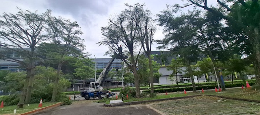 台南防颱樹木修剪作業, 台南抑制雜草生長, 台南樹木修剪, 台南園藝維護, 台南園藝景觀養護工程, 台南園藝維護費用, 台南園藝修剪費用