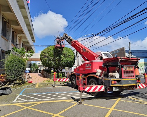 台南樹木造形修剪, 台南東區樹木移植, 台南東區園藝維護, 台南東區鋸樹, 台南東區草皮鋪設, 台南東區庭園造景, 台南東區樹木修剪, 台南東區樹木移除