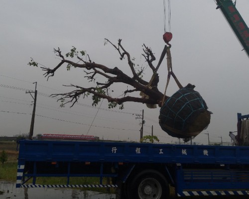 台南東區樹木移植, 台南東區園藝維護, 台南東區鋸樹, 台南東區草皮鋪設, 台南東區庭園造景, 台南東區樹木修剪, 台南東區樹木移除