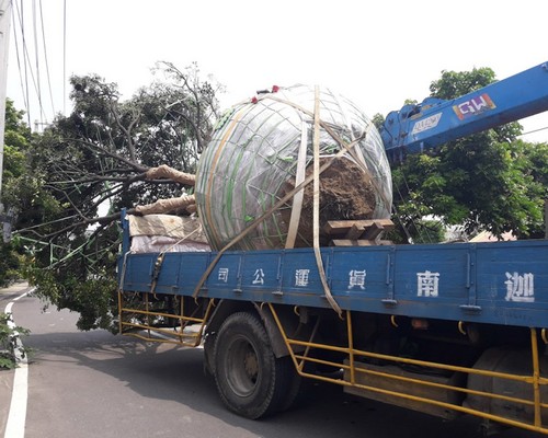 台南樹木移植, 台南移樹種樹, 台南移除樹木, 台南移樹費用, 