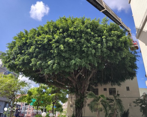 台南中西區樹木修剪, 台南中西區樹木整型, 台南中西區樹木美容, 台南中西區樹木塑型, 台南中西區庭園樹木整理, 
						台南中西區樹木處理, 台南中西區景觀維護, 台南中西區庭園維護, 台南中西區割草, 台南中西區園藝景觀設計