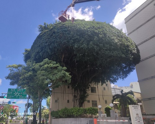 台南東區樹木修剪, 台南東區樹木整型, 台南東區樹木美容, 台南東區樹木塑型, 台南東區庭園樹木整理, 
						台南東區樹木處理, 台南東區景觀維護, 台南東區庭園維護, 台南東區割草, 台南東區園藝景觀設計