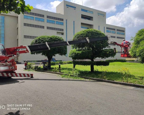 台南七股樹木修剪, 台南七股樹木整型, 台南七股樹木美容, 台南七股樹木塑型, 台南七股庭園樹木整理, 
						台南七股樹木處理, 台南七股景觀維護, 台南七股庭園維護, 台南七股割草, 台南七股園藝景觀設計