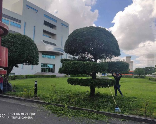 台南學甲樹木修剪, 台南學甲樹木整型, 台南學甲樹木美容, 台南學甲樹木塑型, 台南學甲庭園樹木整理, 
						台南學甲樹木處理, 台南學甲景觀維護, 台南學甲庭園維護, 台南學甲割草, 台南學甲園藝景觀設計