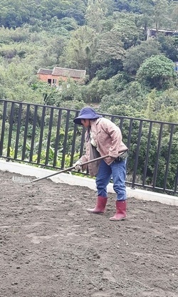 鹽水鋪草皮, 鹽水草地, 鹽水草皮